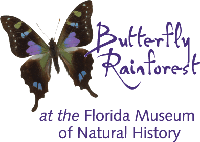 Butterfly Rainforest at the Florida Museum of Natural History logo